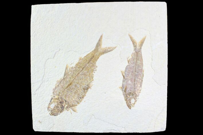 Pair Of Large Knightia Fossil Fish - Wyoming #86523